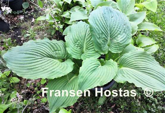 Hosta Valley's Salty Crocodile